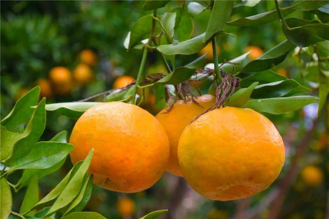 12月5日，相約正直長灘吃大酥肉、嘗鳳柑、看演出、品文化！ 