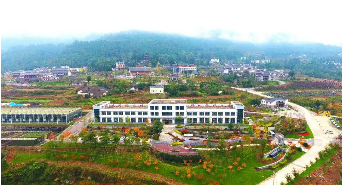 聚焦七彩|七彩苗木持續(xù)助推鄉(xiāng)村振興