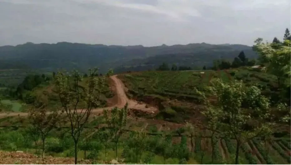 聚焦七彩|七彩苗木持續(xù)助推鄉(xiāng)村振興 聚焦七彩|七彩苗木持續(xù)助推鄉(xiāng)村振興