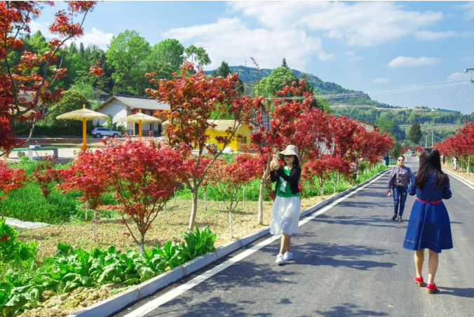 聚焦七彩|七彩苗木持續(xù)助推鄉(xiāng)村振興 聚焦七彩|七彩苗木持續(xù)助推鄉(xiāng)村振興