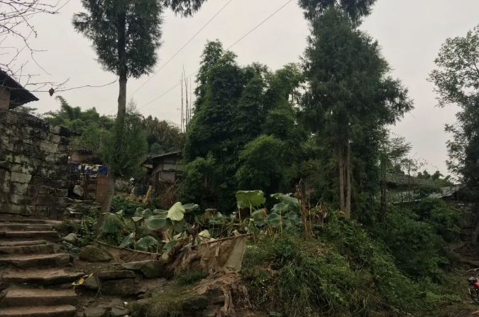 聚焦七彩|七彩苗木持續(xù)助推鄉(xiāng)村振興