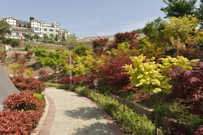 聚焦七彩|七彩苗木持續(xù)助推鄉(xiāng)村振興