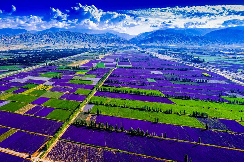 風(fēng)起云涌二十載，花海前途未可知？