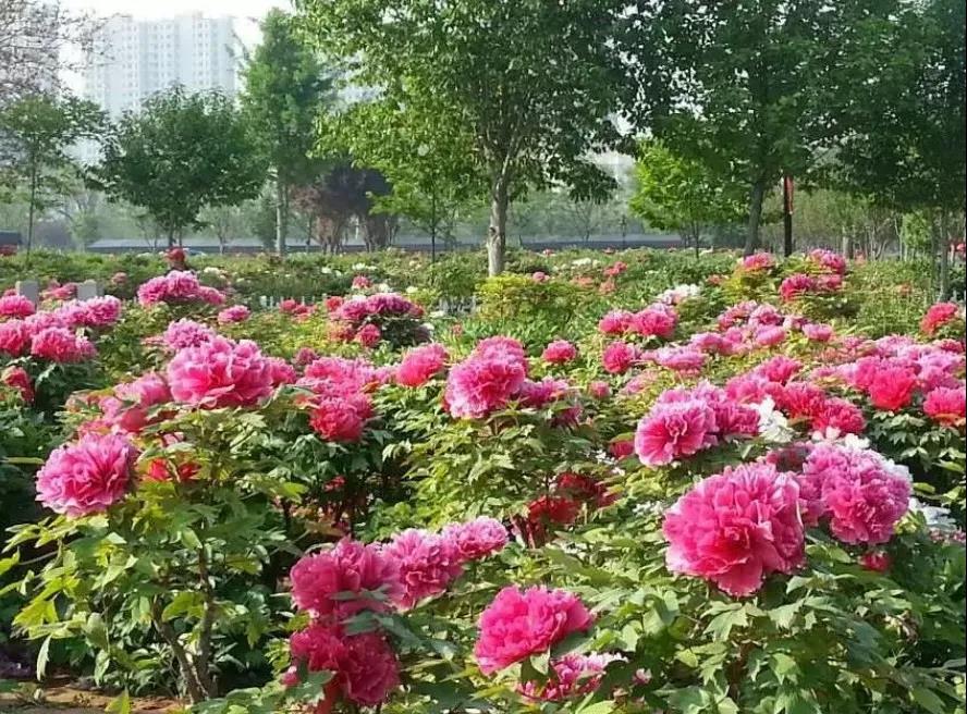 風(fēng)起云涌二十載，花海前途未可知？