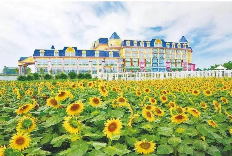 風(fēng)起云涌二十載，花海前途未可知？