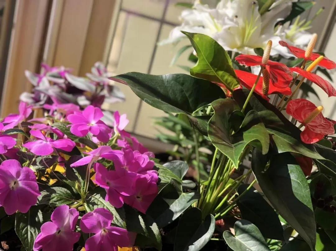 社交新零售 ，花卉企業(yè)打開終端市場的新機會？