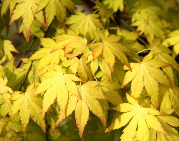 夢(mèng)幻-橙之夢(mèng)