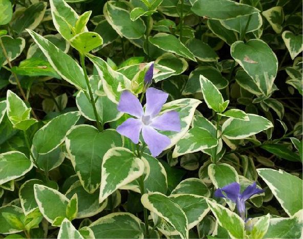 花葉蔓長(zhǎng)春