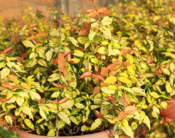 黃金錦絡(luò)石