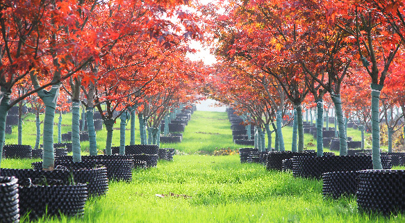 現(xiàn)代容器苗木生產(chǎn)栽培技術(shù)探討
