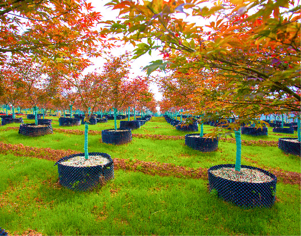 七彩長灘彩色苗木核心示范基地