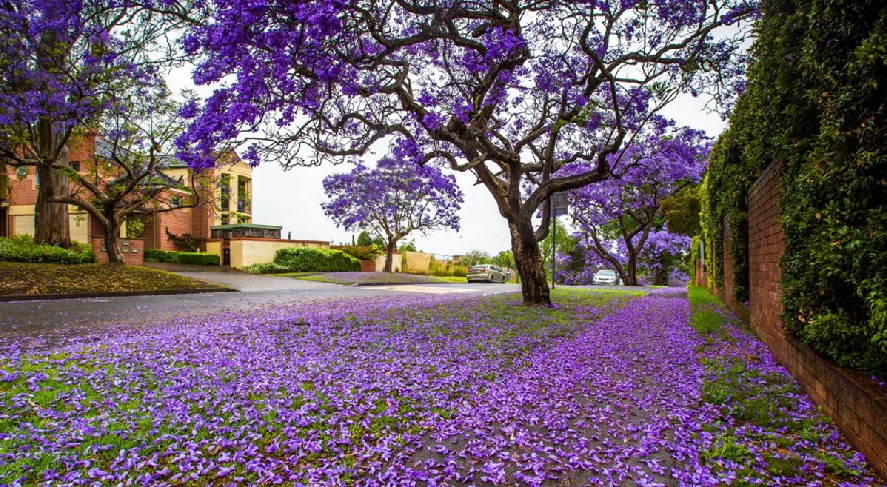 藍(lán)花楹秋天怎么養(yǎng)？藍(lán)花楹的養(yǎng)護(hù)知識