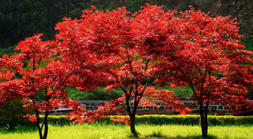 8大趨勢(shì)，讓你看清苗木行業(yè)的未來(lái)在哪里?