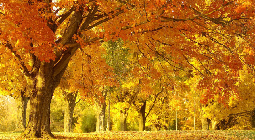 苗木市場(chǎng)的4大產(chǎn)業(yè)機(jī)遇，你抓住了嗎？