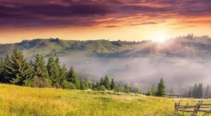 國家林業(yè)局推動森林養(yǎng)生試點建設(shè)，哪些樹種值得關(guān)注？