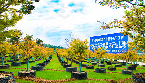 國家級星創(chuàng)天地“七彩林業(yè)星創(chuàng)天地”，托起秦巴山人的致富汗水和創(chuàng)業(yè)夢想