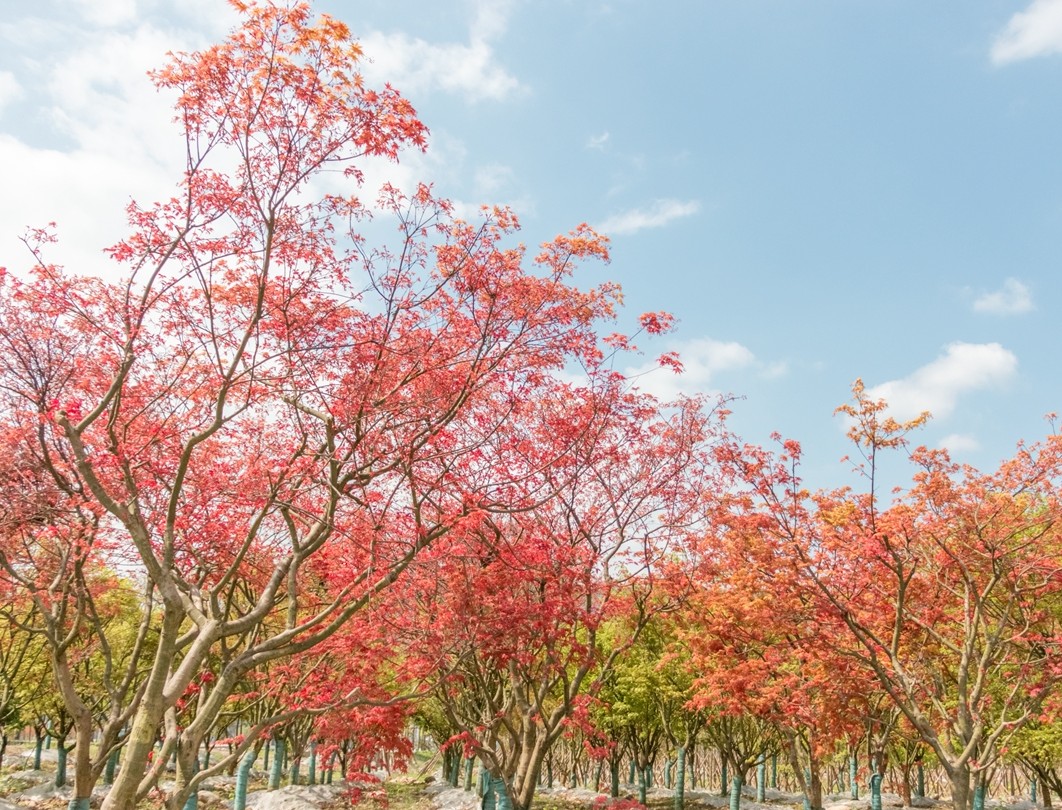 天全彩色苗圃項目