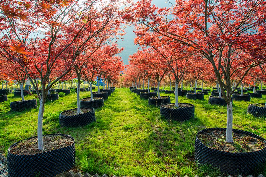 苗木展最核心的還是苗木