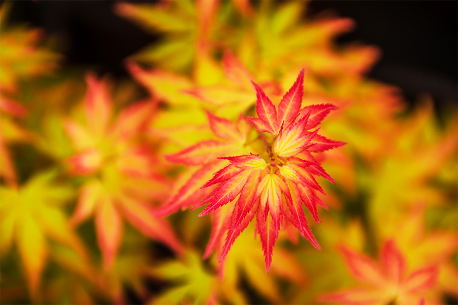 抓住苗木產(chǎn)業(yè)的“芯片”