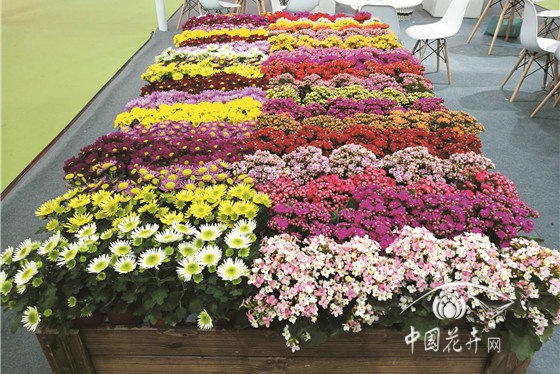 少就是多小就是大 北京國(guó)際花展上的 “加減法”