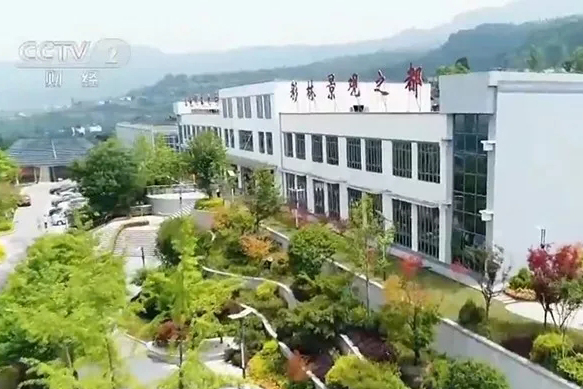 聚焦七彩|七彩林業(yè)獲央視點(diǎn)贊！