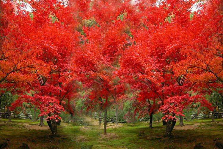 給北美紅楓‘秋火焰’種植者提個(gè)醒，佳期已至快行動(dòng)起來(lái)防天牛