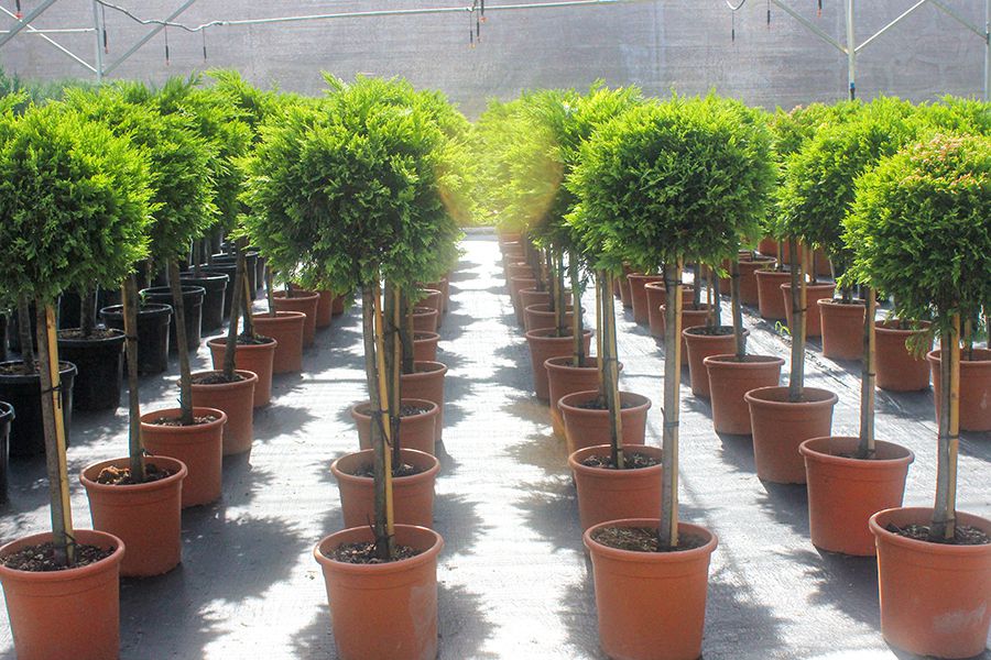 組個(gè)“球”景觀靚靚眼