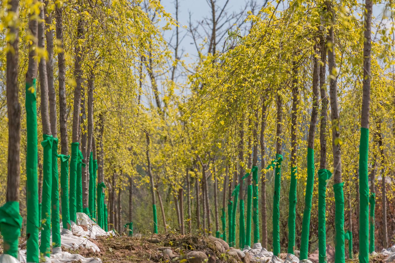 強(qiáng)對(duì)流天氣來(lái)臨 如何做好易倒伏樹(shù)木的管理