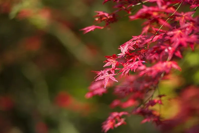 七彩版“土味情話”C位出道，快來Pick一句！