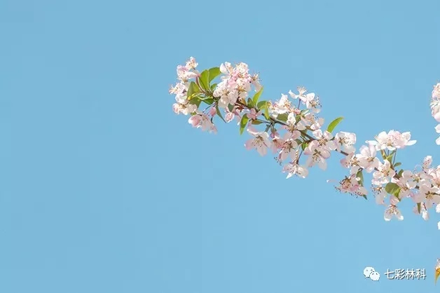 Get花式植物攝影技巧！拍好植物，你也可以做到！