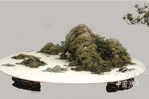 小小植物帶來夏日清涼