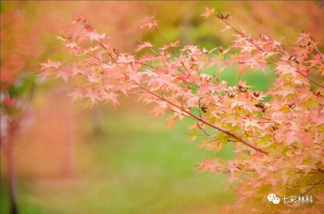 七彩出品|八月除了驕陽，還是繽紛色彩