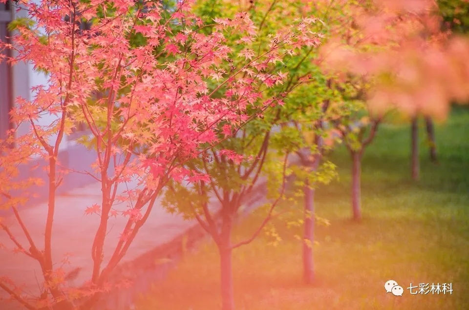 鄉(xiāng)土樹種也異常，原因何在？