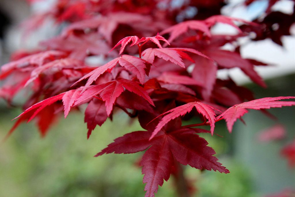 樹木移植前怎樣“斷根縮坨，擴坨起樹”