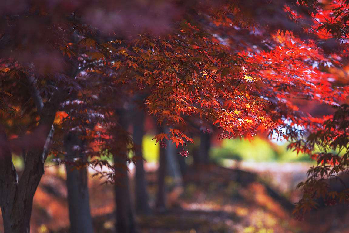 四川七彩林業(yè)開發(fā)有限公司一行到訪我區(qū)開展項(xiàng)目洽談