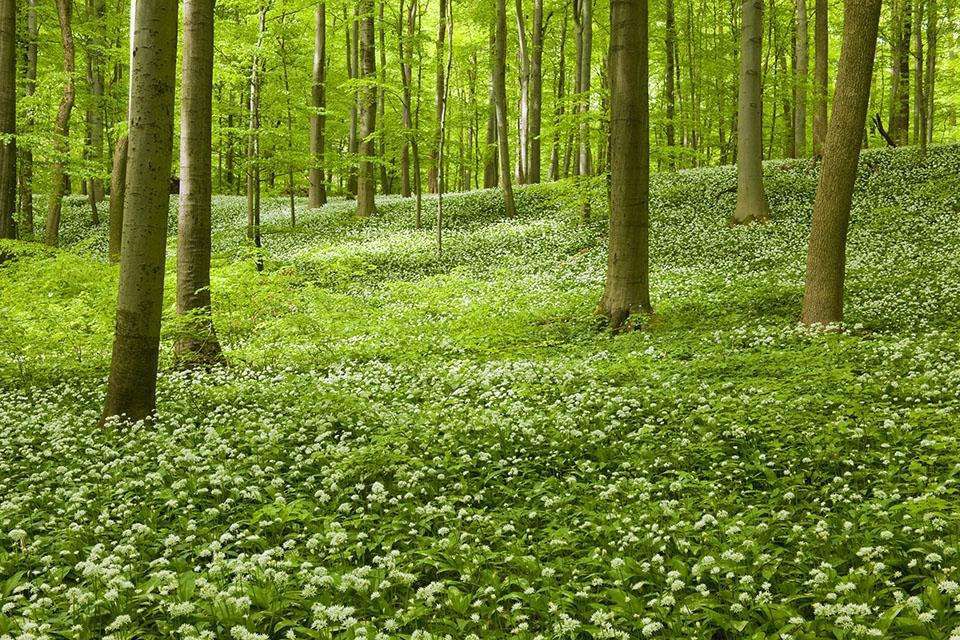四川地區(qū)草坪斜紋夜蛾防治方法