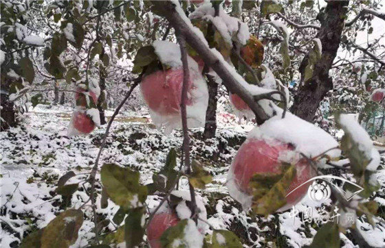 苗木人一定要注意5℃以下禁用防凍劑