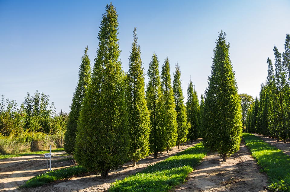 2018苗木產(chǎn)業(yè)風(fēng)云變幻品牌價(jià)值凸顯