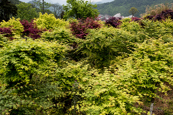 全國政協(xié)十三屆二次會議開幕： 生態(tài)環(huán)保受關注