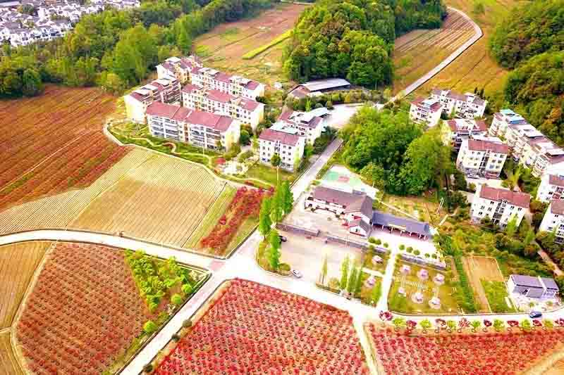 春季除了賞花還能賞葉 都江堰這里紅葉已經(jīng)染紅整個山谷