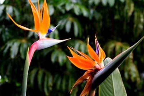 鶴望蘭移植栽培