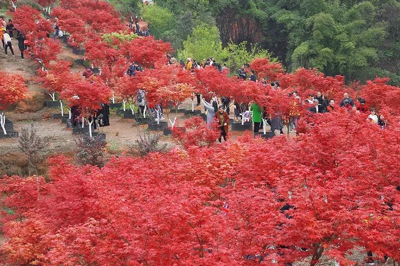 聚焦七彩| 十里紅楓千人醉 ,千畝彩林萬人至！