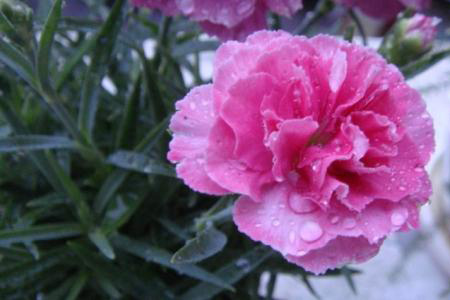 康乃馨根腐病的發(fā)生及防治