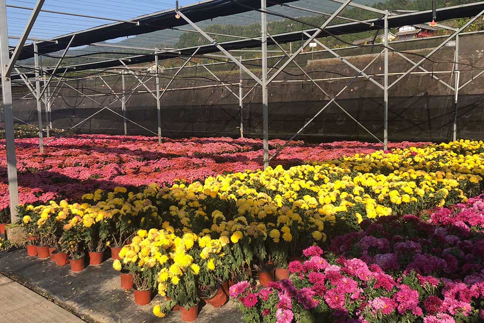 聚焦七彩|七彩林科長(zhǎng)灘花卉苗木基地入選“省級(jí)花卉產(chǎn)業(yè)園區(qū)”