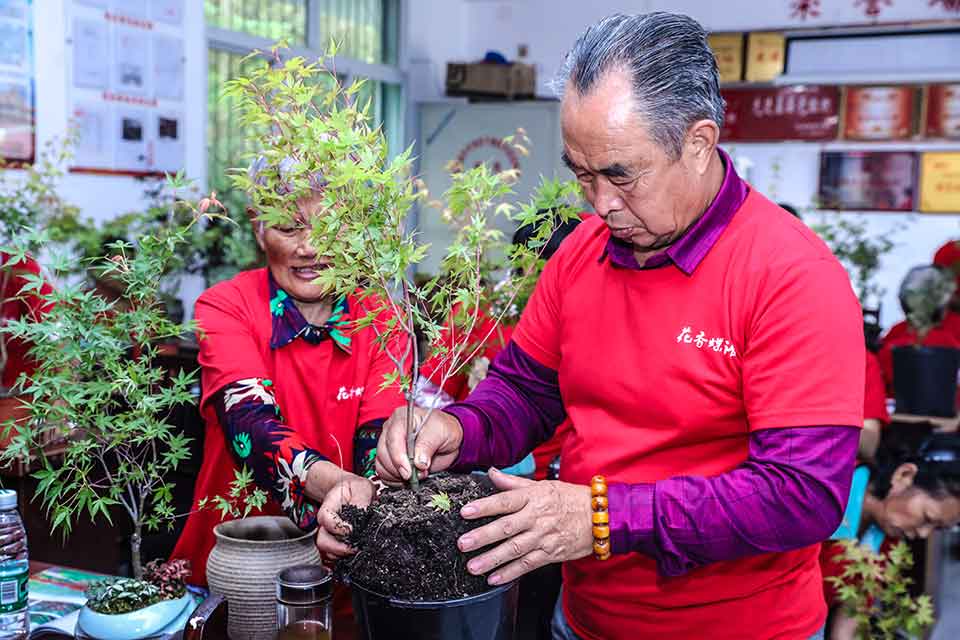 發(fā)出首單 成都高新區(qū)彩色植物盆栽產(chǎn)業(yè)扶貧項(xiàng)目見效