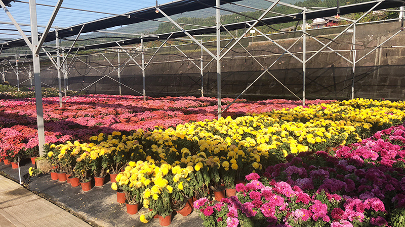 明年這些國際園林花卉展別錯過