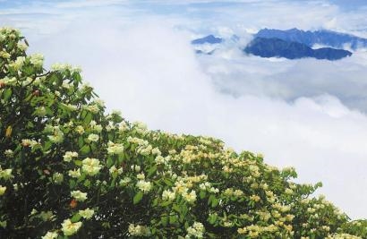 川報調(diào)查｜四問種苗弱：景區(qū)高山杜鵑為何用外國品種