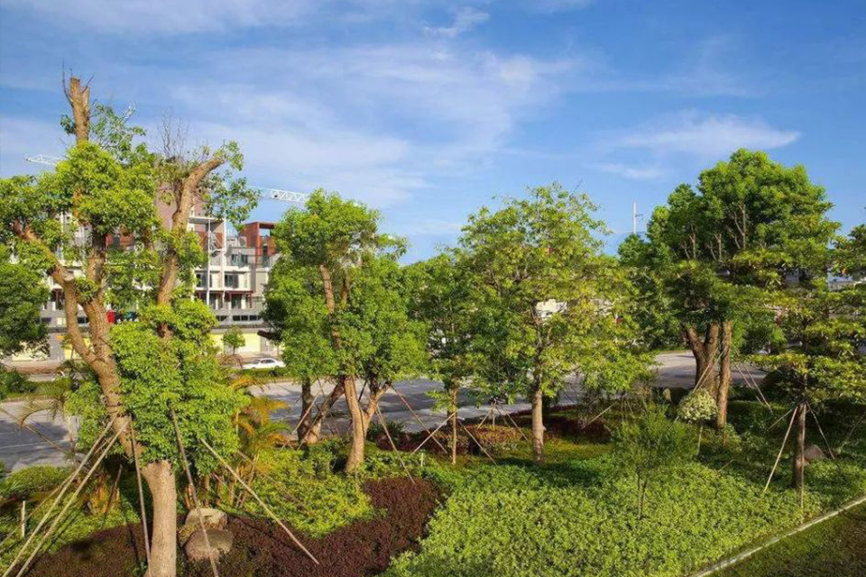 揭短板 促發(fā)展 ——疫情時期談苗木 