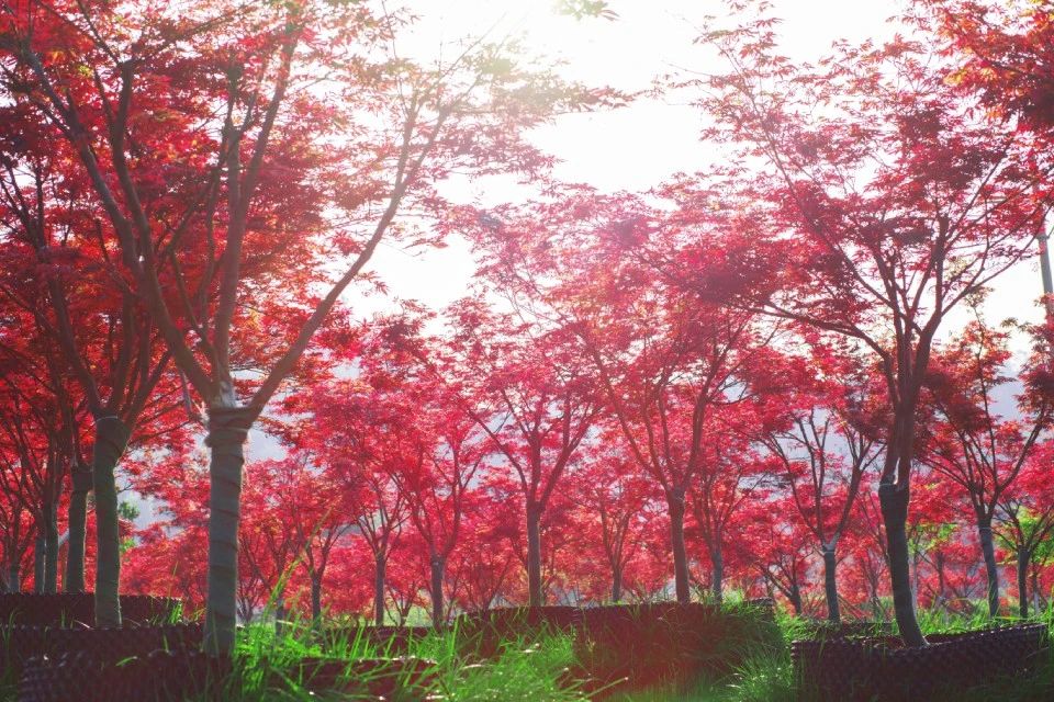 巴中兩村實踐七彩模式，齊榮膺2019四川鄉(xiāng)村振興戰(zhàn)略示范村！