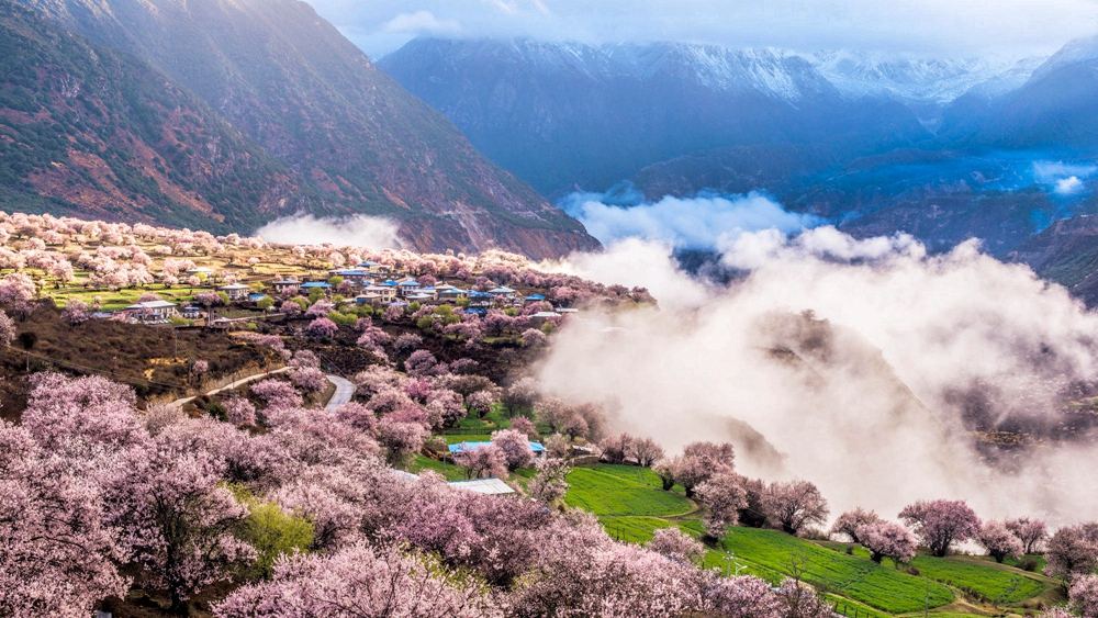 四川：早春時節(jié)增綠忙